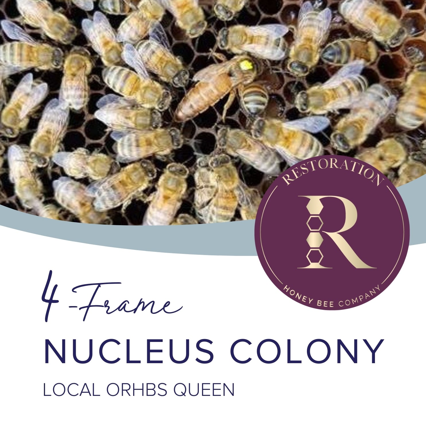 2025 Nucleus Colony, local ORHBS queen (50% deposit)
