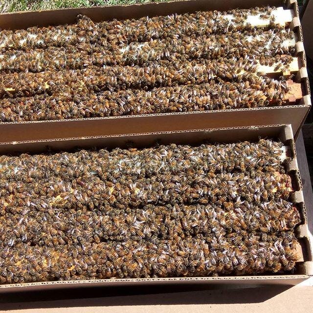 2025 Nucleus Colony, local ORHBS queen (50% deposit)